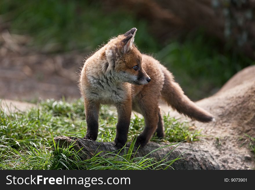 Red Fox in British Countryside