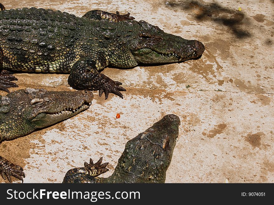 Crocodiles show in Nakhonprathom zoo asia