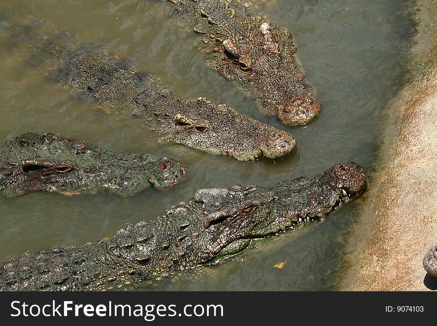 Crocodiles show in Nakhonprathom zoo asia