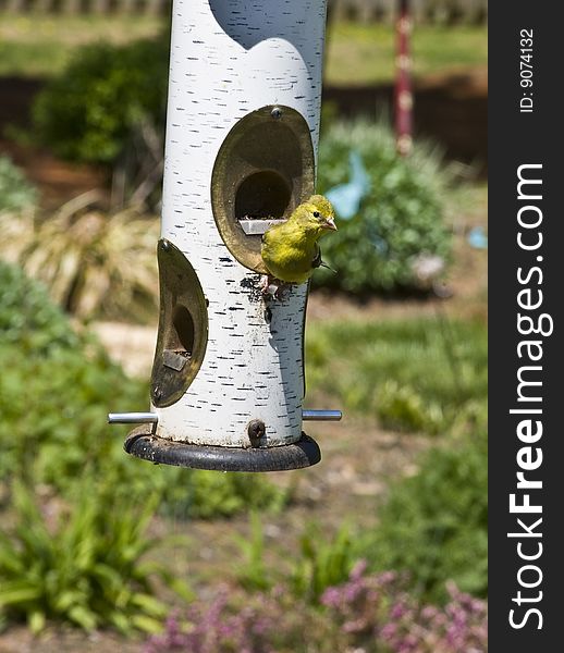 Baby yellow bird on a feeder