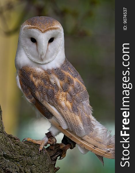 Barn Owl perched on a branch. Barn Owl perched on a branch