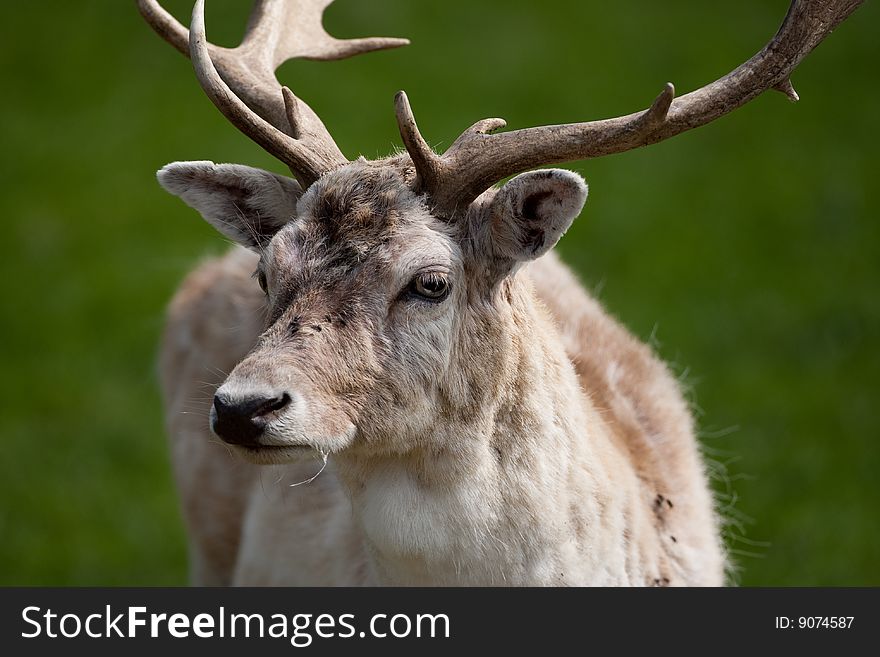 Lose up view of a Fallow Deer Stag