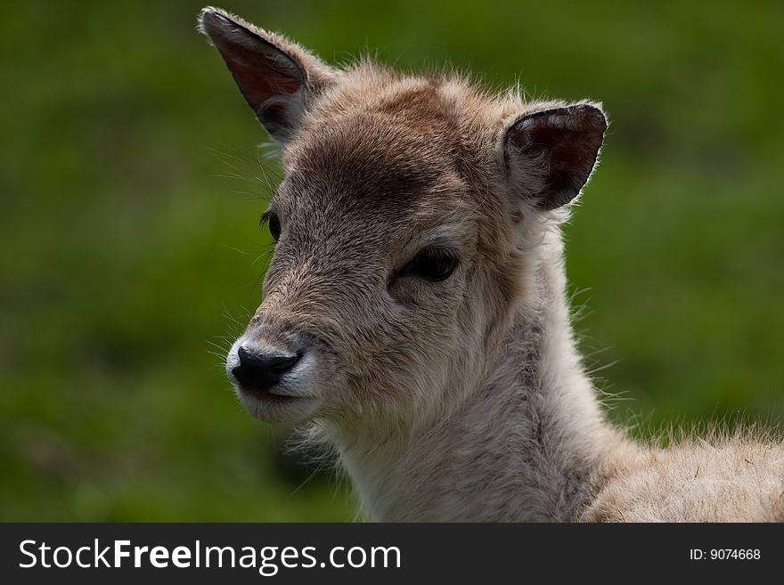 Close up of a cute fallow deer fawn