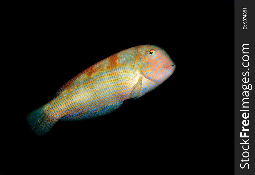 An underwater of a razor-fish with dark background. An underwater of a razor-fish with dark background