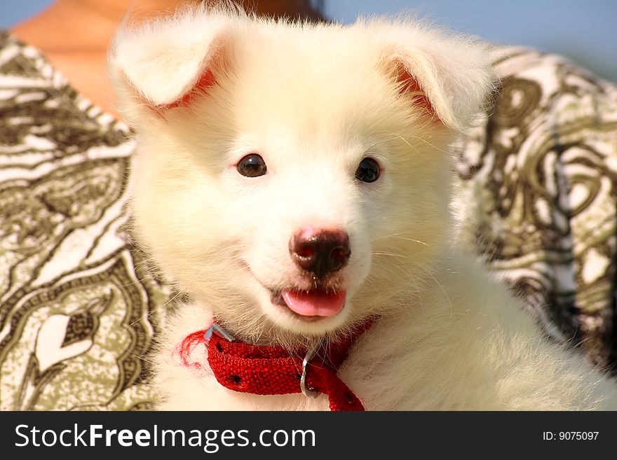 Soft white puppy dog