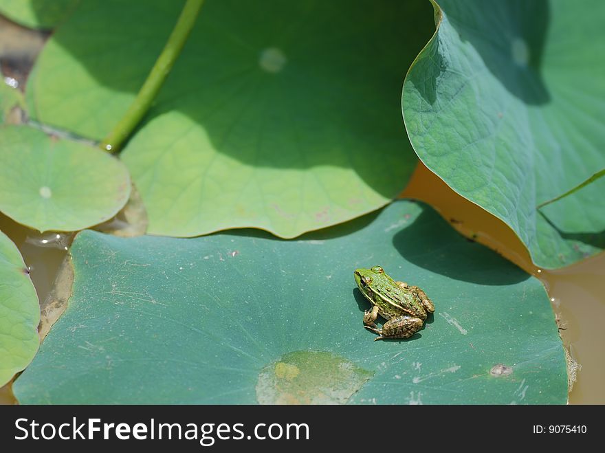 Green frog on lotus Leaf