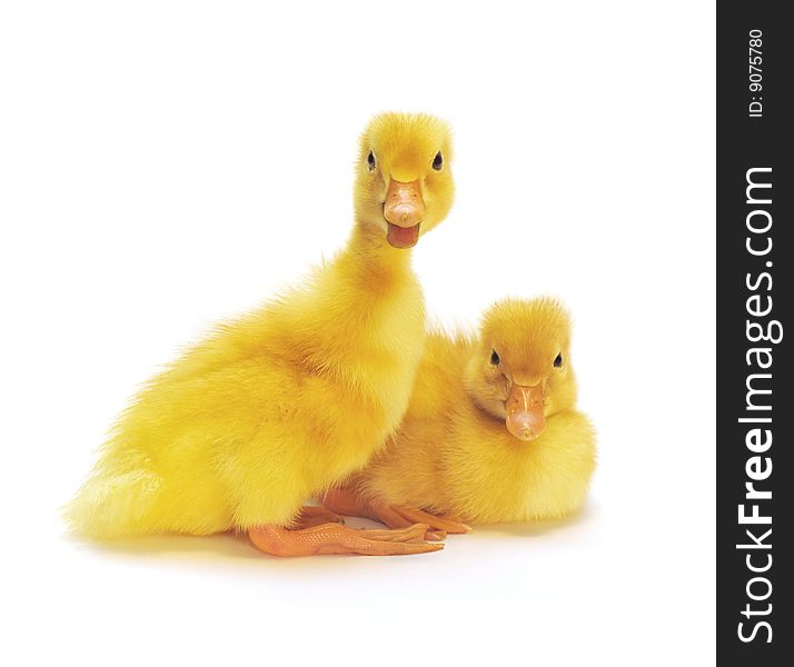 Two yellow ducklings who are represented on a white background