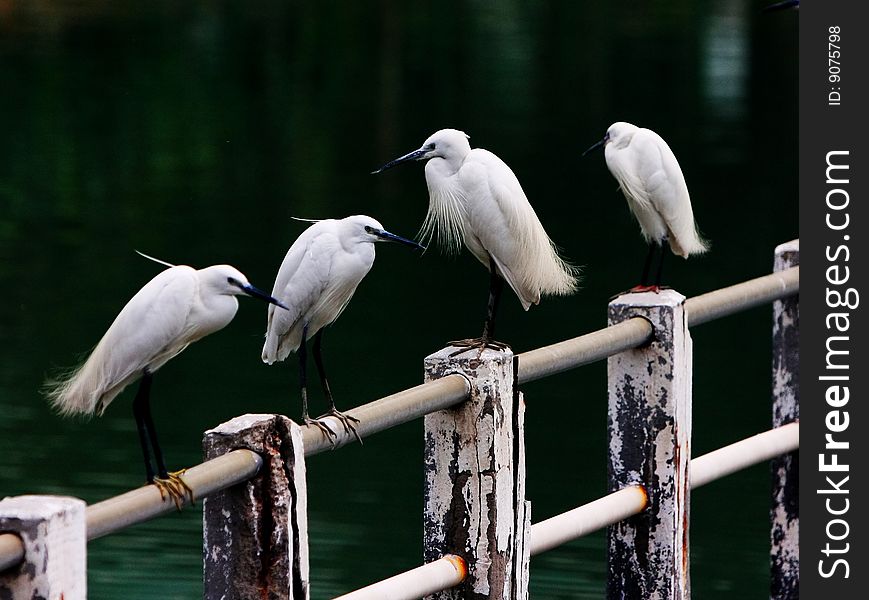 Some egrets looking on waitting for fishing.