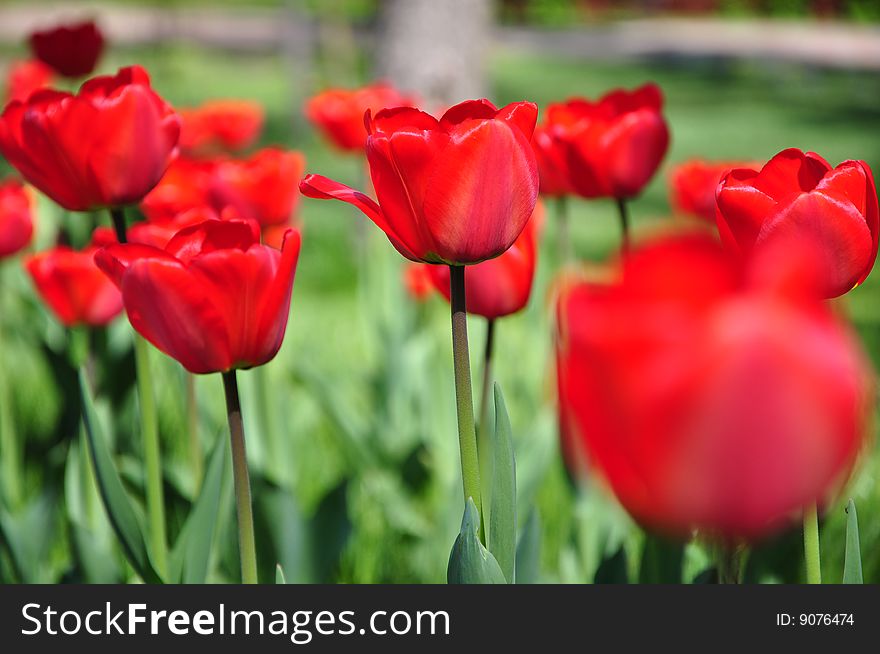 Close up on group of red tulips