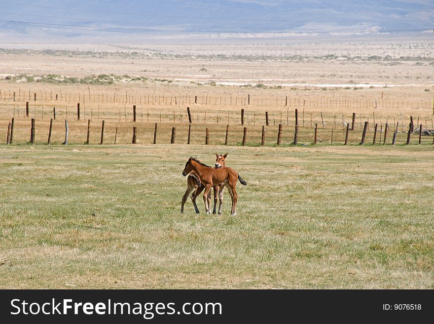 Young colts playing in a fenced field.