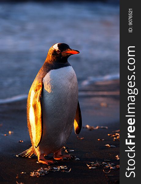 Gentoo penguin standing on beach