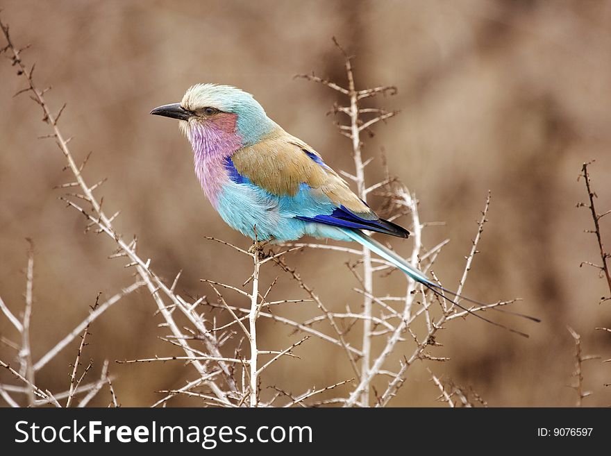 A lilac breasted roller, coracias caudata sitting in a thorn tree. A lilac breasted roller, coracias caudata sitting in a thorn tree.