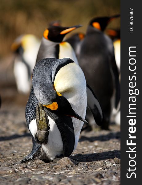 Group of king penguin in antarctica