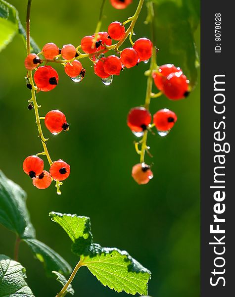 Berries of a red currant.