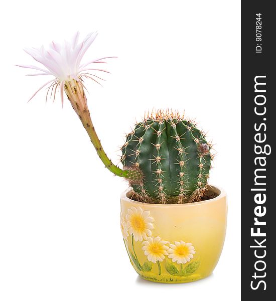 Blossoming cactus with white flower, isolated. Blossoming cactus with white flower, isolated