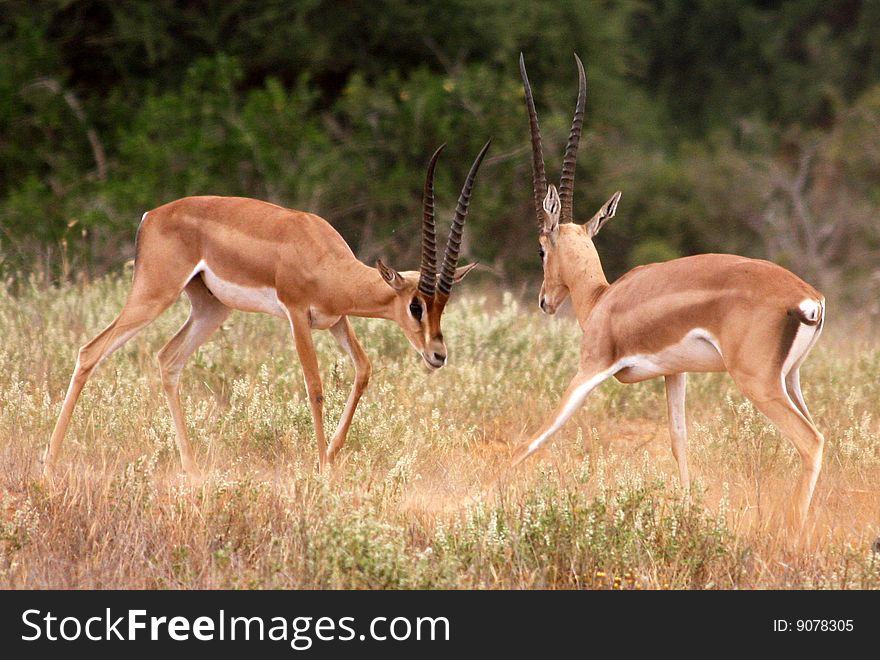 Gazelle having a duel in the African bush. Gazelle having a duel in the African bush