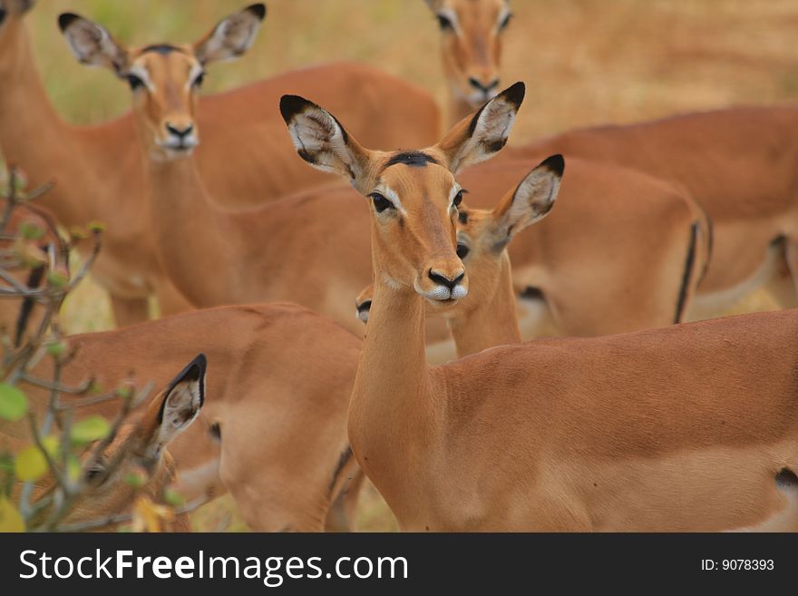 Impala (Ewes) - close up in the shade of the African bush. Impala (Ewes) - close up in the shade of the African bush