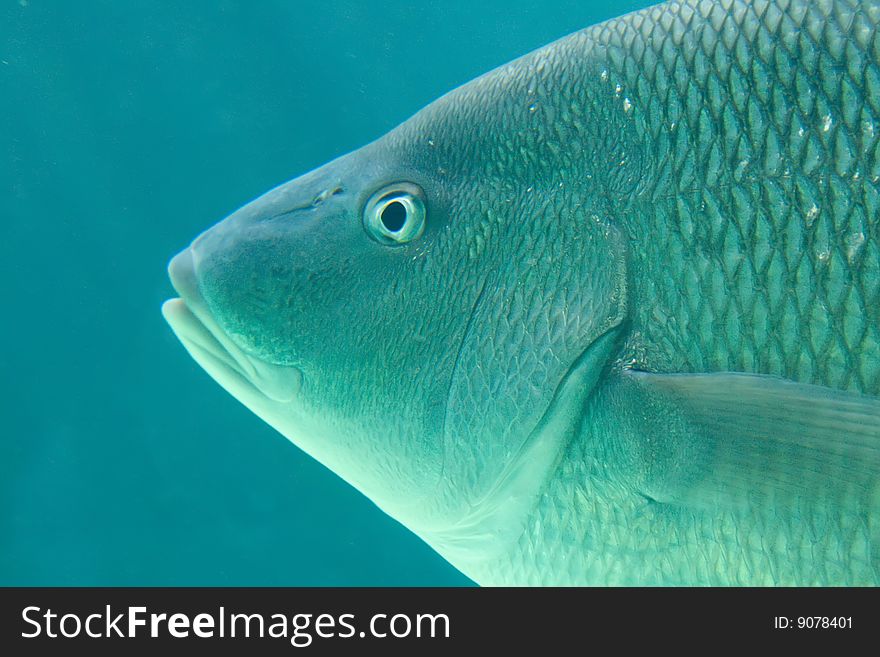 Close Up of Big Fish in Aquarium