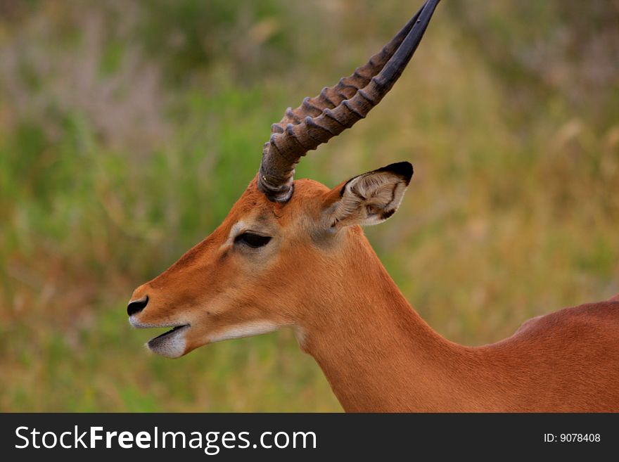 Impala (Ram) - Close Up Profile In The African Bush. Impala (Ram) - Close Up Profile In The African Bush