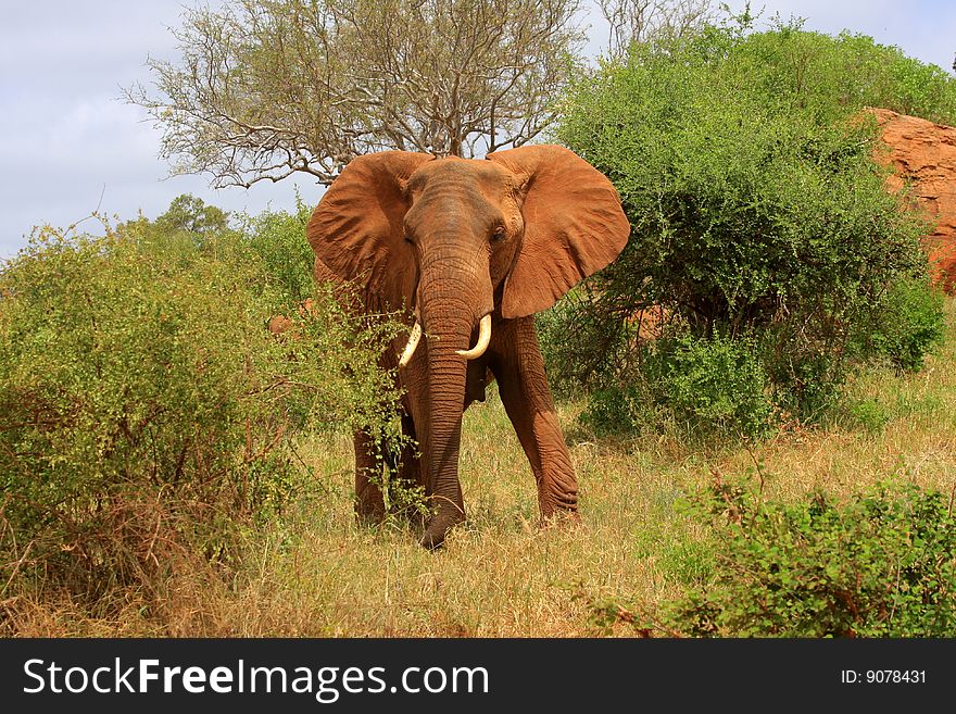 Red Elephant Bull In The African Bush - Kenya. Red Elephant Bull In The African Bush - Kenya