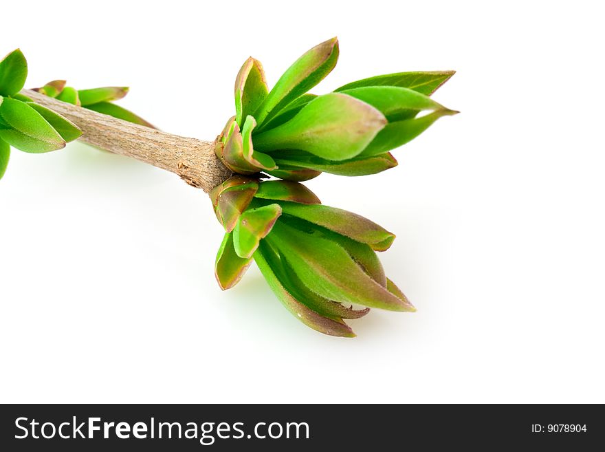 Spring branch with buds isolated on white background