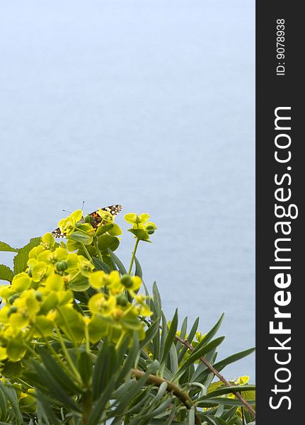 Nice flowers with butterfly inside in garden near la spezia,in italy. Nice flowers with butterfly inside in garden near la spezia,in italy