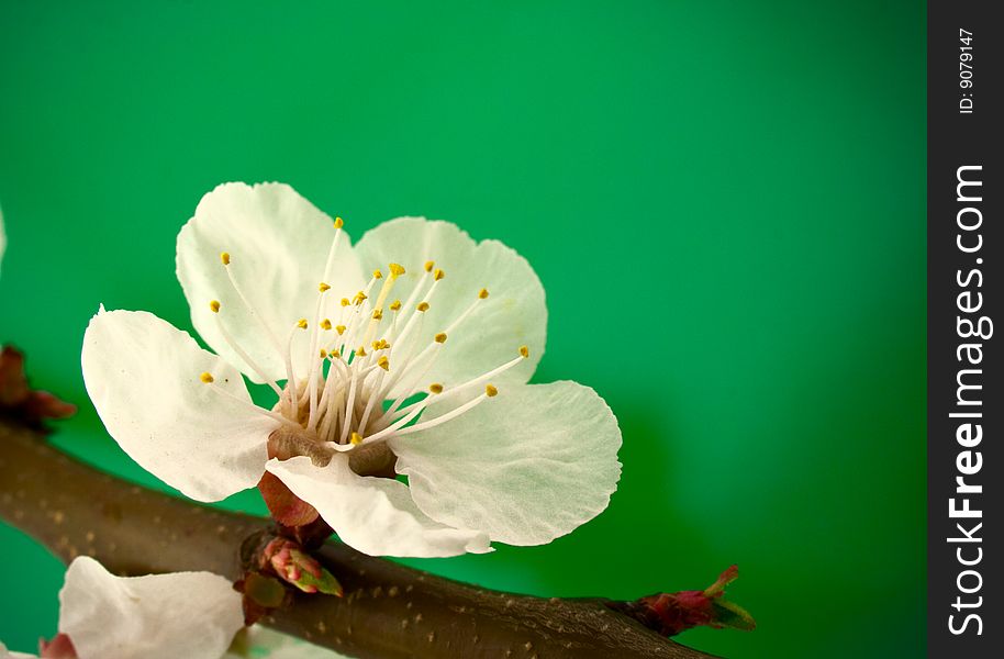 Spring blossom on green