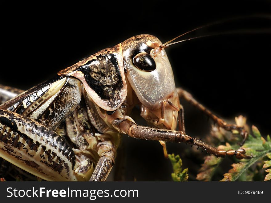 Grasshopper close up on a black background