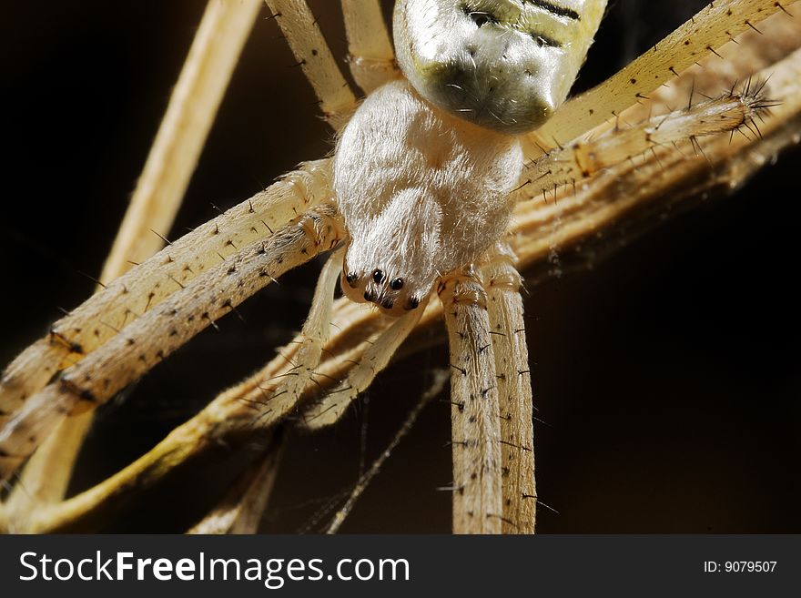 Female of wasp spider (Argiope bruennichi)