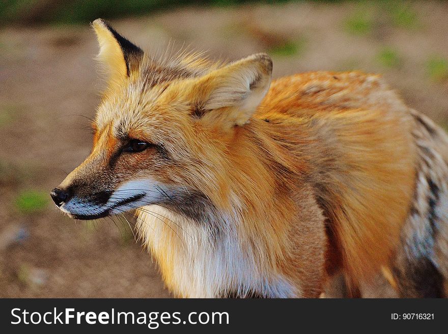 Close Up Photo of True Fox Animal at Daytime