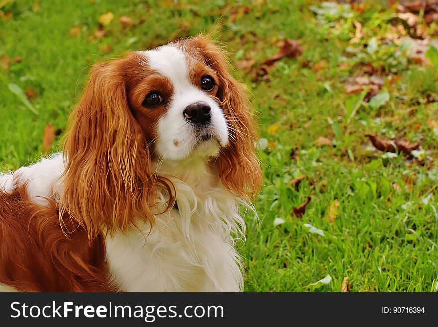 White And Chocolate Long Coat Dog