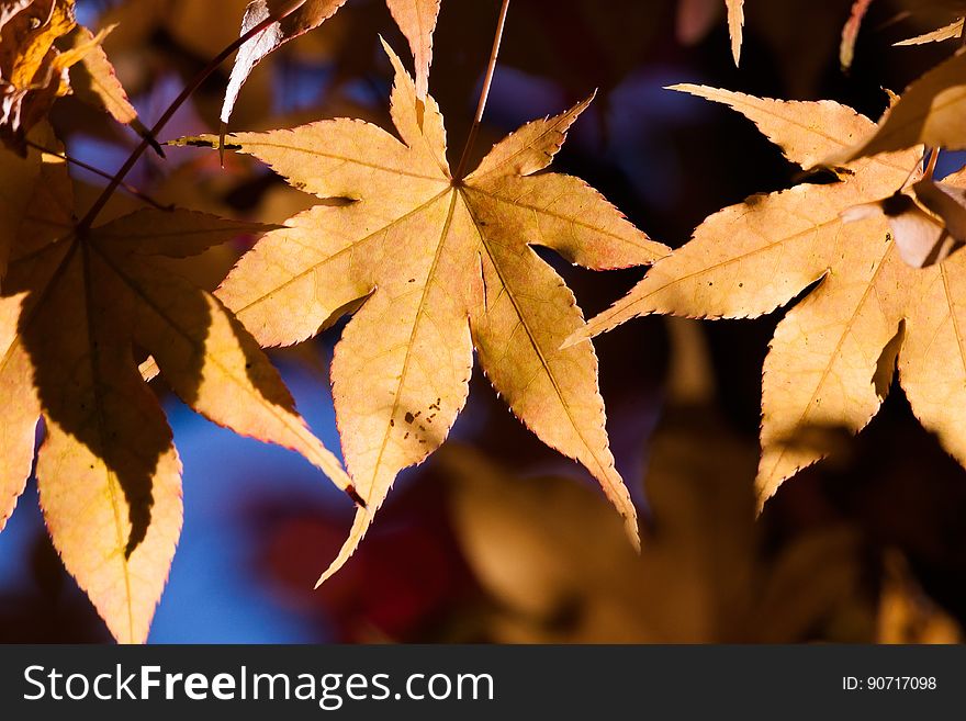 Golden autumn leaves in sunlight.