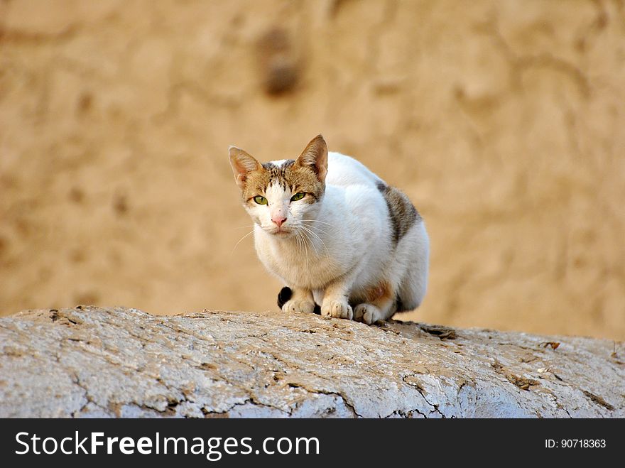 White Tabby Cat on Grey Rock