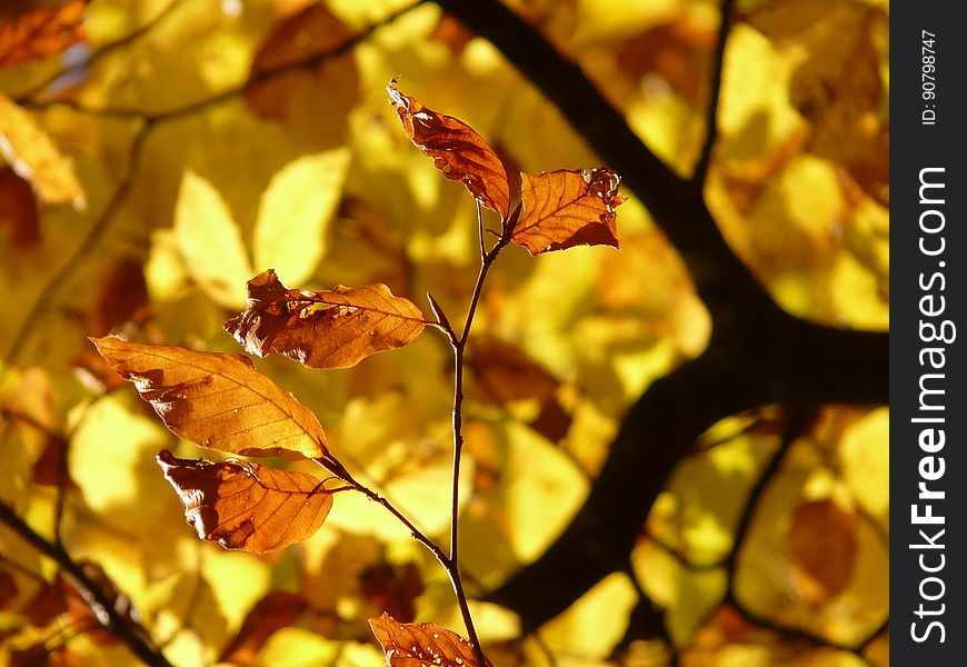 Leaf, Autumn, Deciduous, Flora