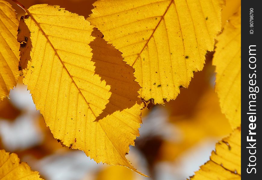 Leaf, Yellow, Deciduous, Autumn