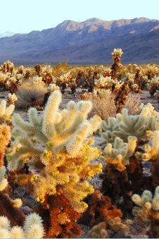 Cholla Cactus Royalty Free Stock Image