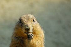 Prairie Dog Royalty Free Stock Photos