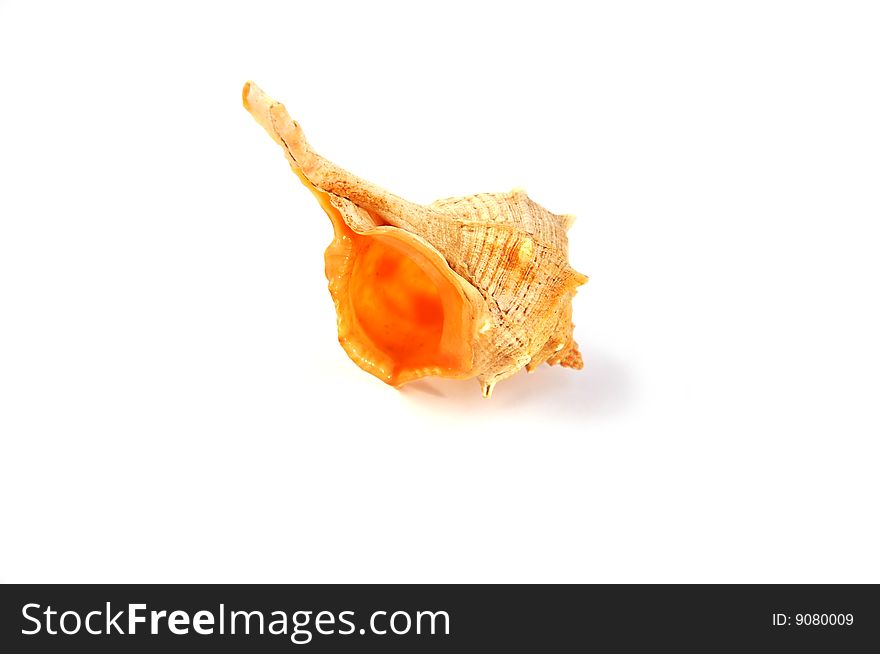 A small ornate conch shell isolated over white with clipping path. A small ornate conch shell isolated over white with clipping path.