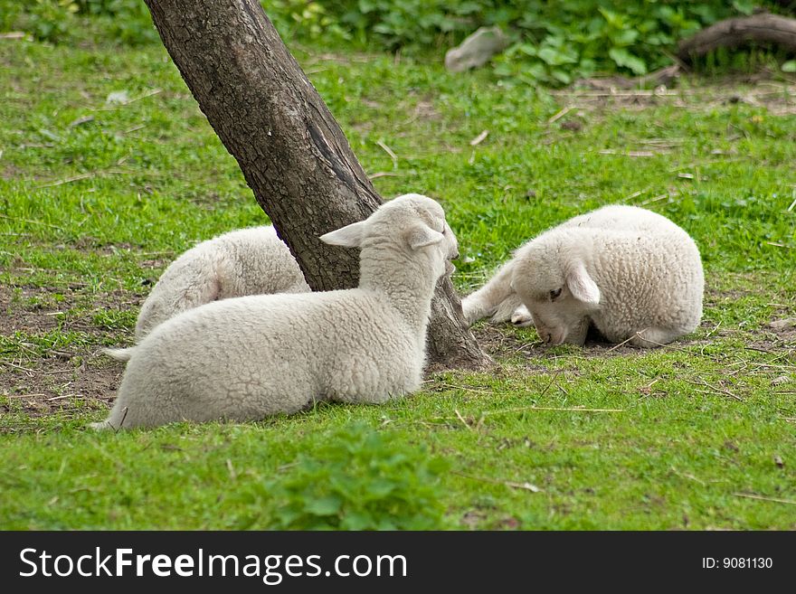 Lambs lying in grass by the tree