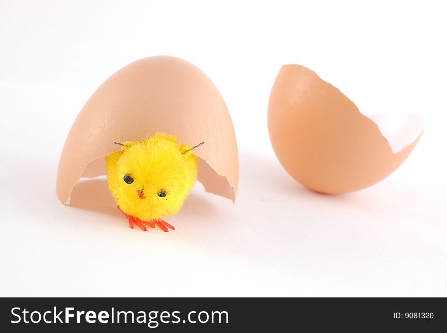 Young chicken near a shell