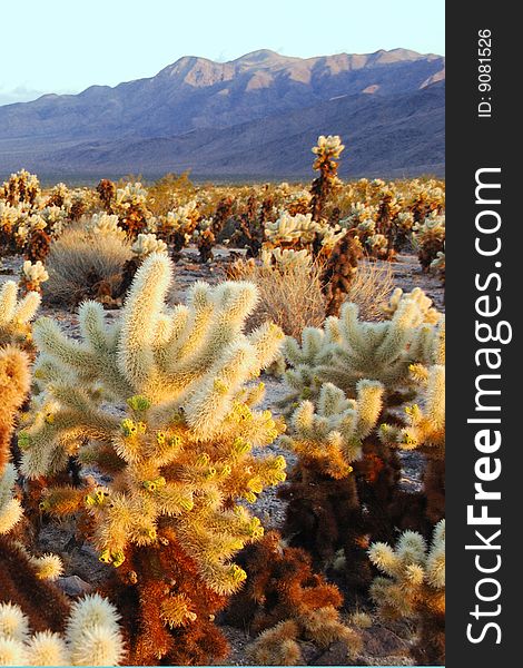 Cholla cactus in Joshua Tree National Park California