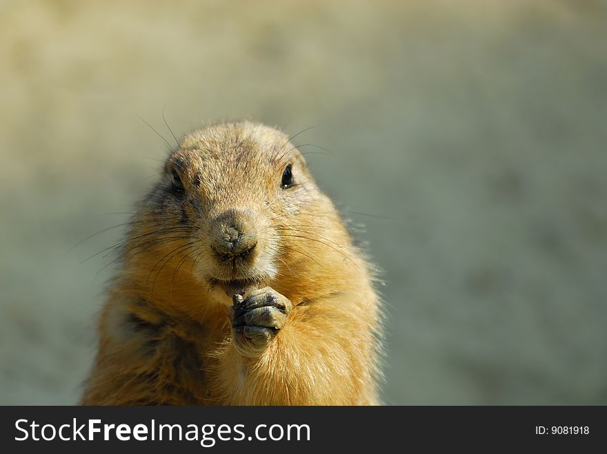 Close-up of a cute prairie dog