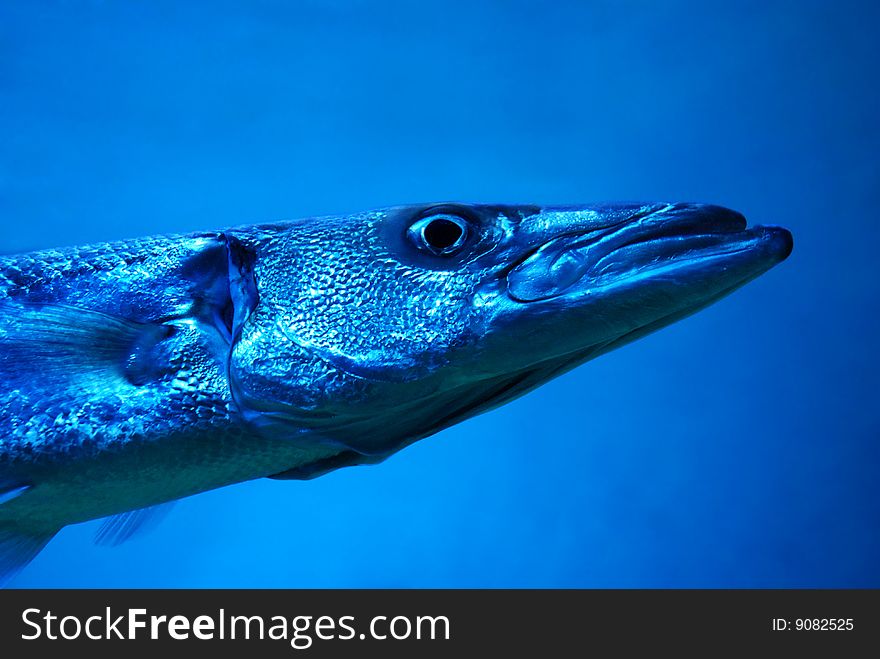 Barracudas head, picture from zoo aquarium