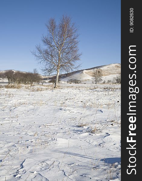 Tree on snow in the north of china