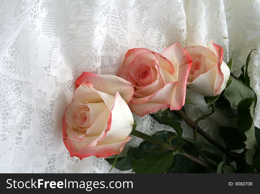 Three pink roses on the white lace background. Three pink roses on the white lace background