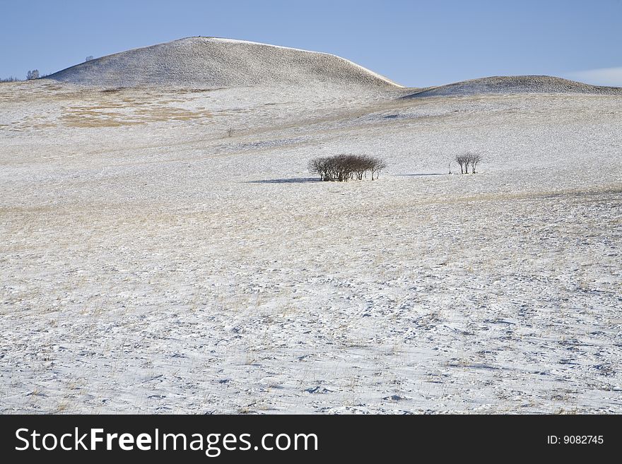 Trees On Snow