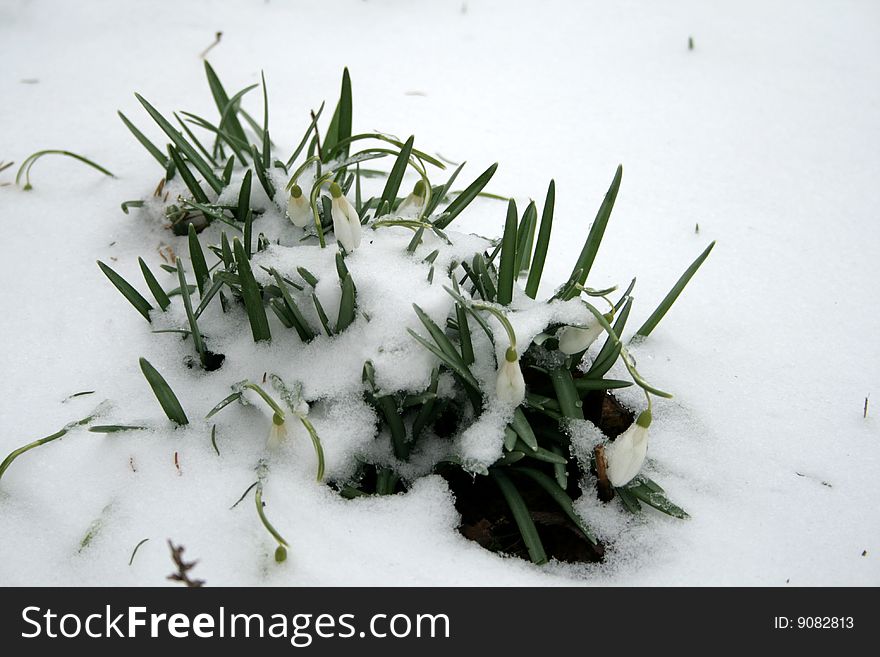 White snowdrops covered by snow. White snowdrops covered by snow