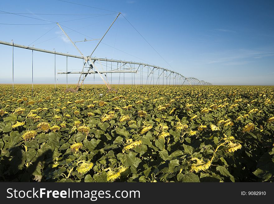 Irrigated Sunflower Field