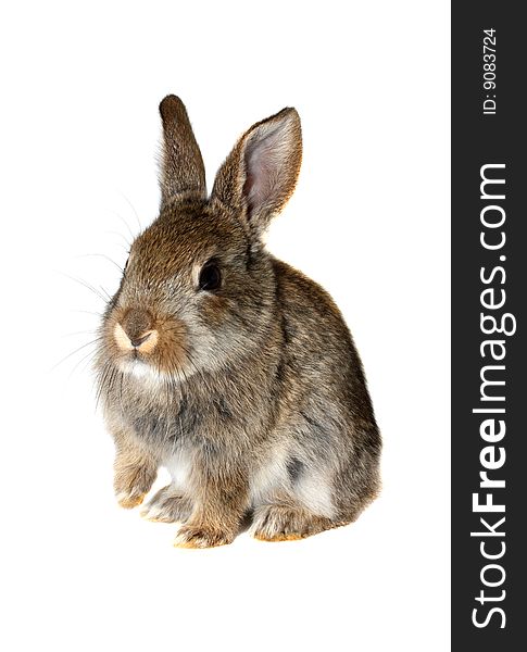 Little brown rabbit on a white background(isolate). Little brown rabbit on a white background(isolate)