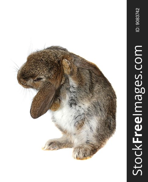 Little brown rabbit on a white background(isolate). Little brown rabbit on a white background(isolate)